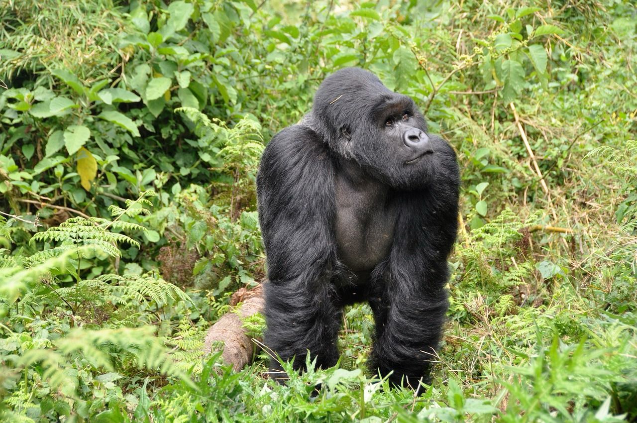 RWANDA