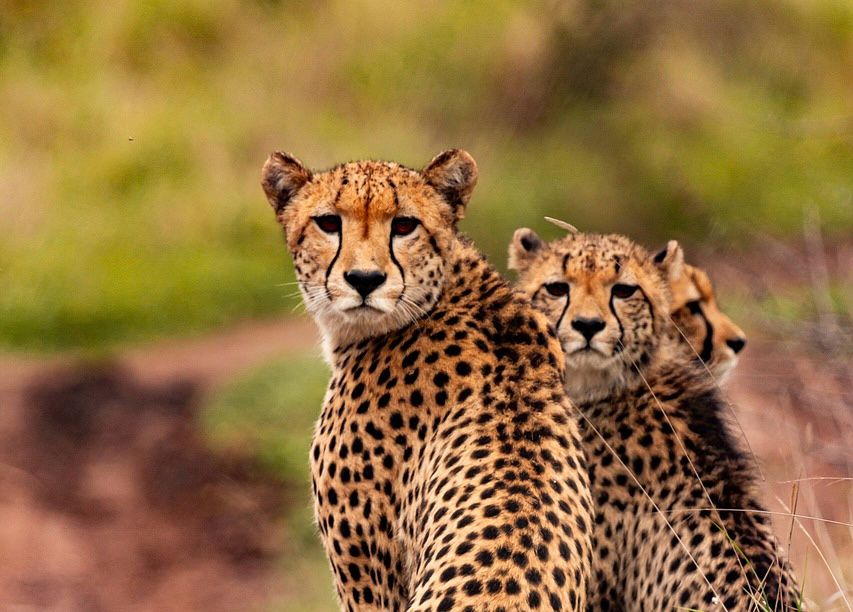 KENYA
