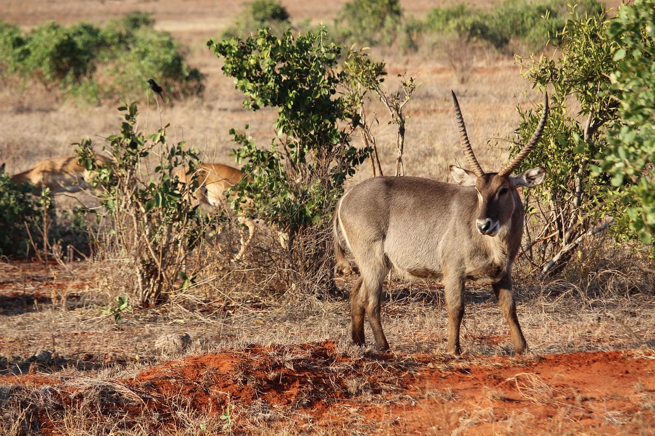 3 Days/ 2 Nights Tsavo