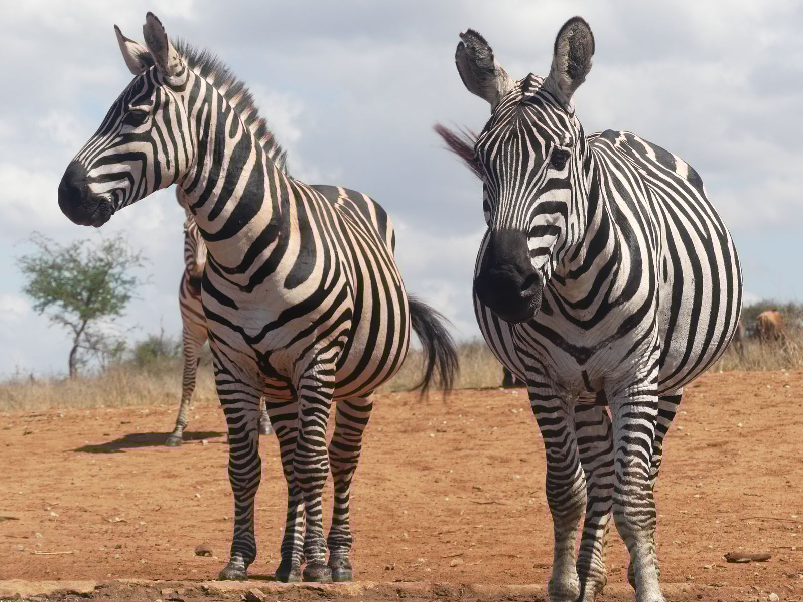 9 DAYS SAFARI AND BEACH PACKAGE