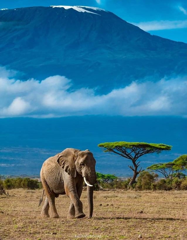 3 days/ 2 Nights Kilimanjaro Elephant Escape - Amboseli