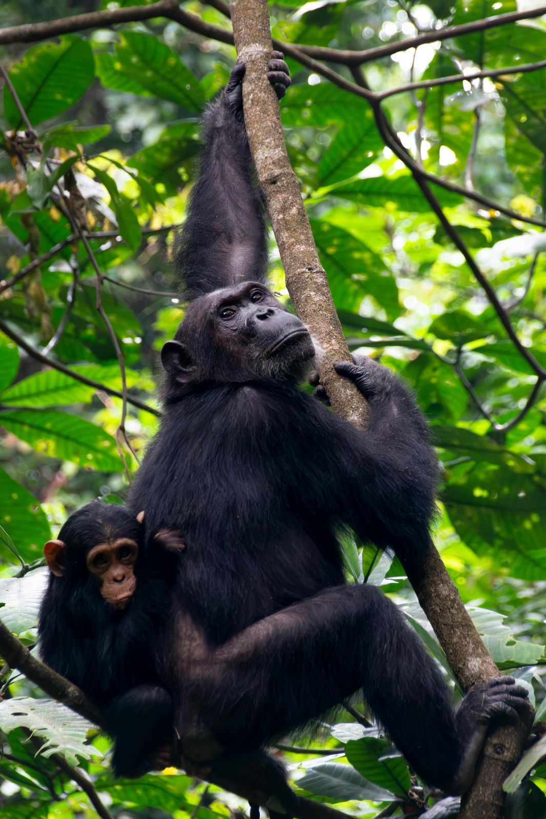 9 Nights/ 10 Days Safari