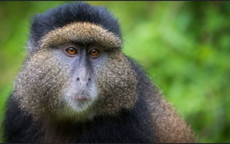 3 Nights/ 4 nights  Rwanda Safari