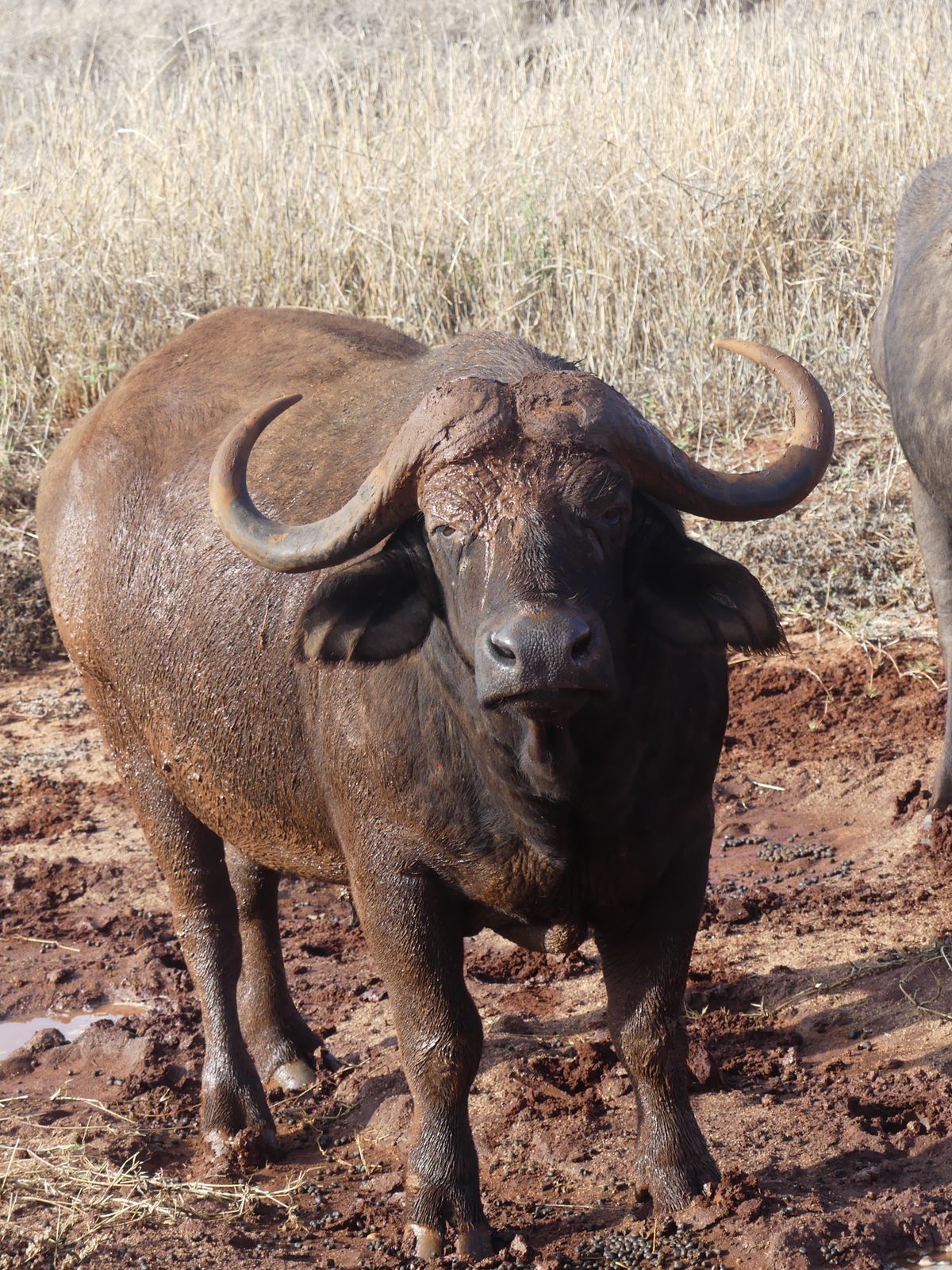 3 Nights/ 4 Days Masai Mara