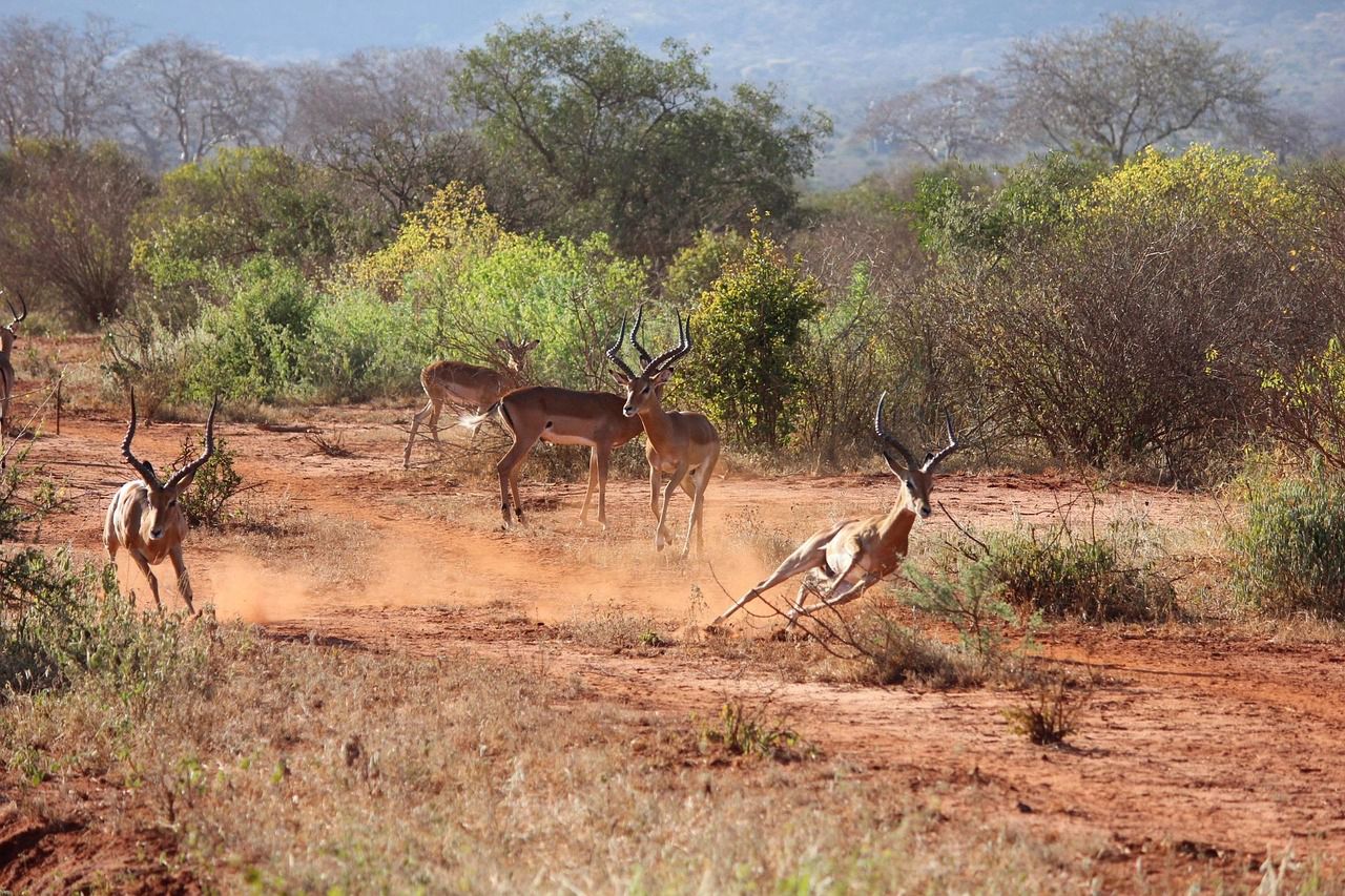 TSAVO  NATIONAL PARK