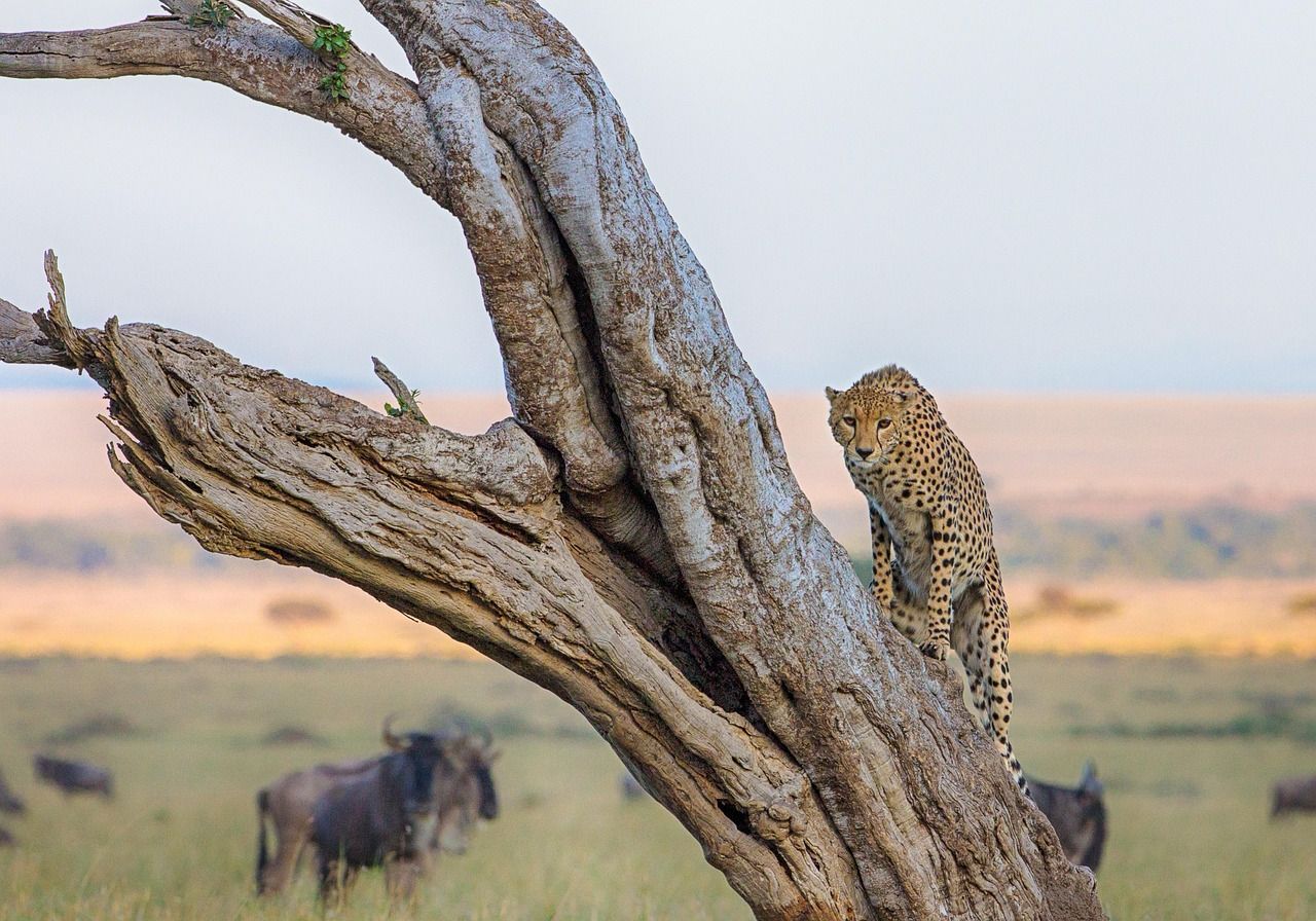 MASAI MARA NATIONAL RESERVE