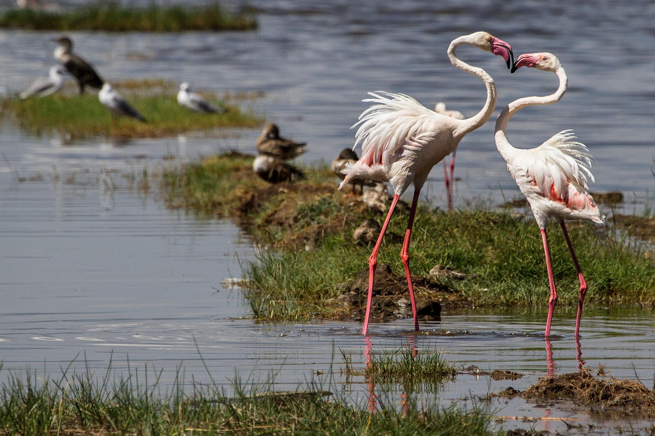 NAKURU - NAIVASHA TOUR
