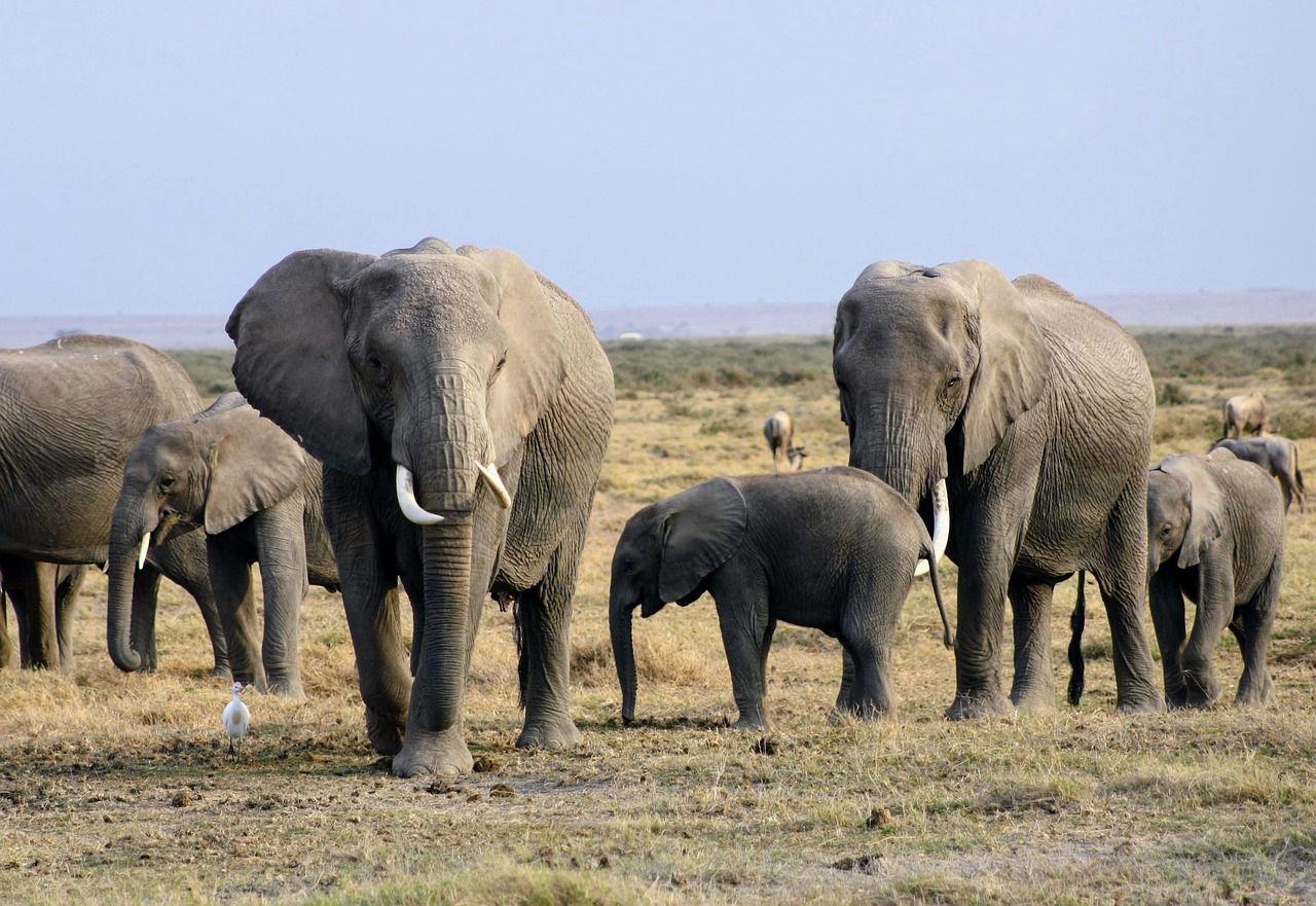 AMBOSELI NATIONAL PARK